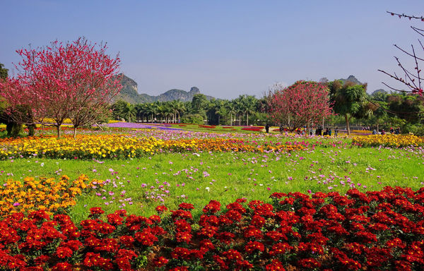 2019花花大世界_旅游攻略_门票_地址_游记点评,武鸣旅游景点推荐 去