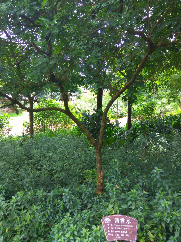 广西珍贵树种展示园
