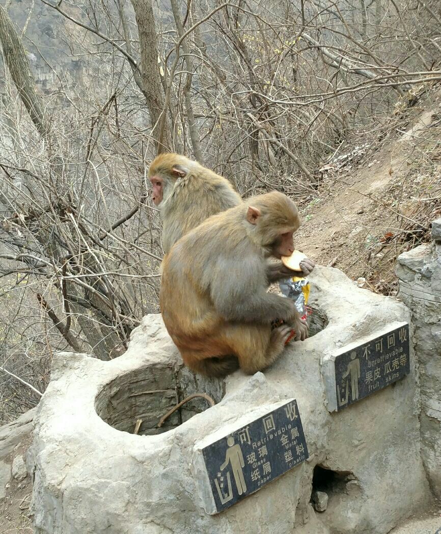 云台山猕猴谷好玩吗,云台山猕猴谷景点怎么样_点评_评价【携程攻略】