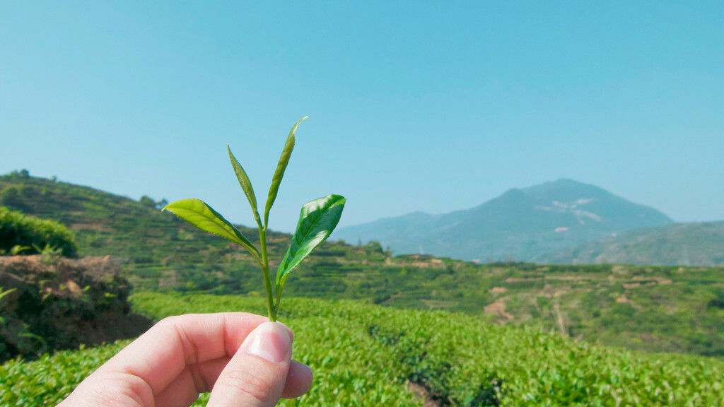 清明节,一起去安溪茶山踏春去!#厦门周边游