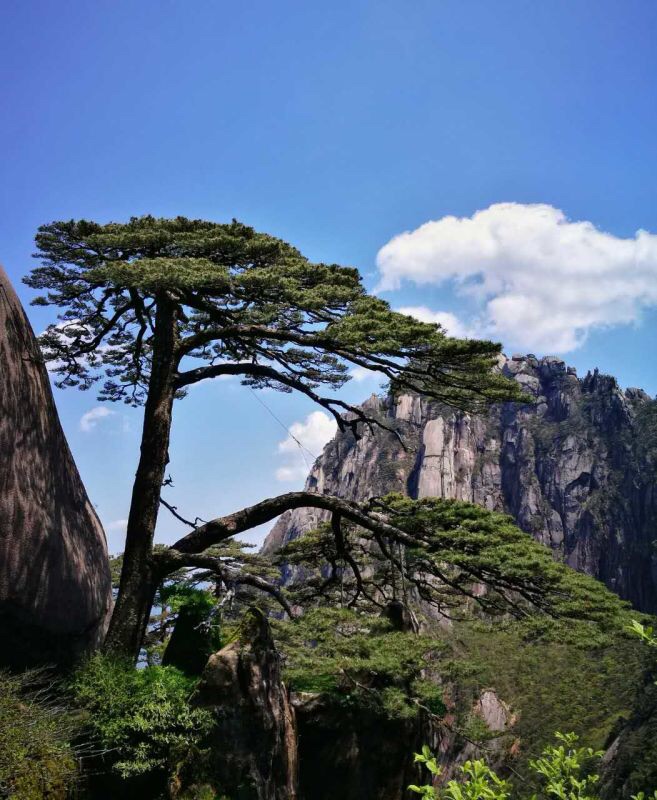 迎客松在黄山风景区的南大门,我是周六去的,当天天气特别好,但因为是