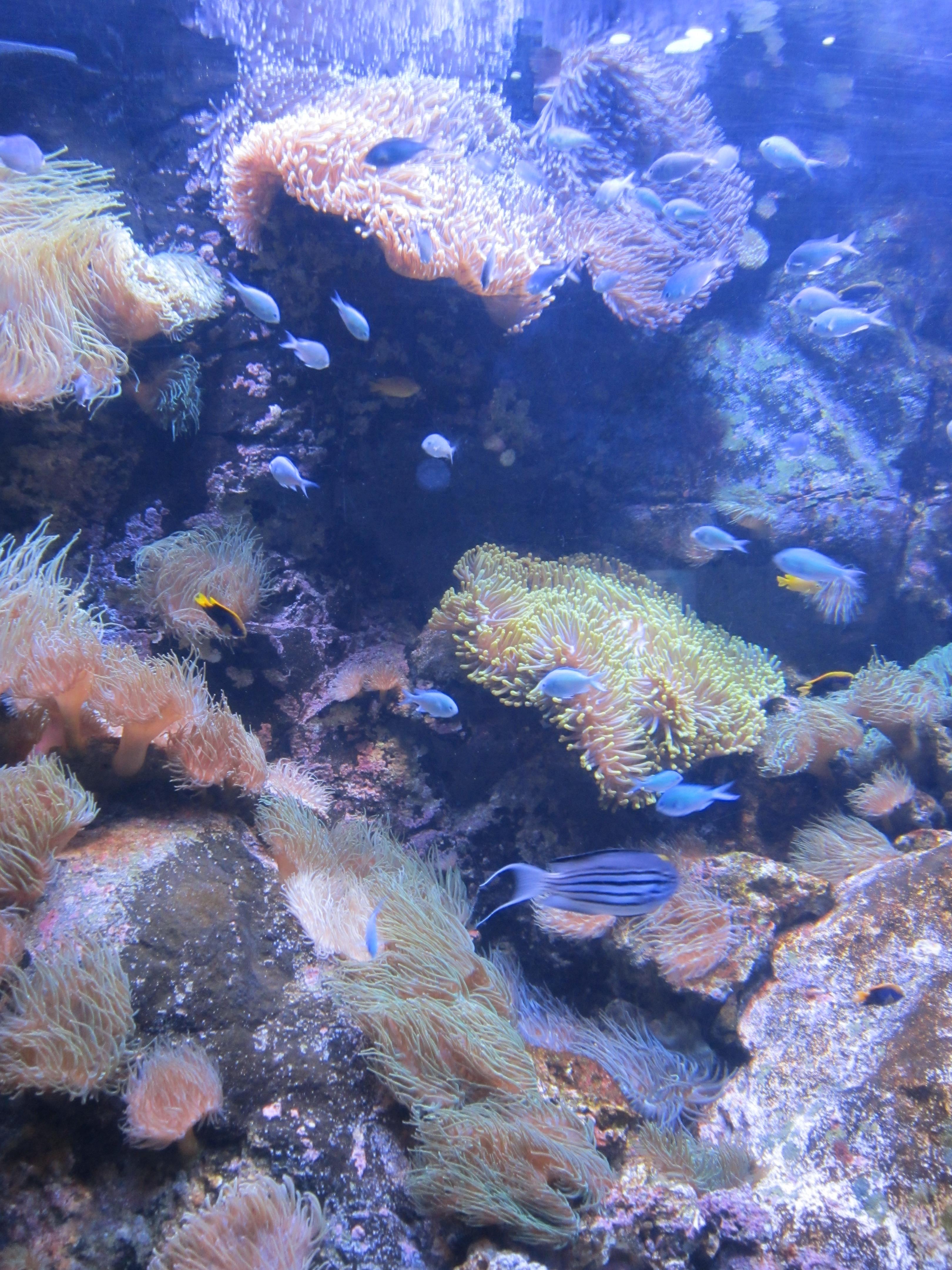 主体建筑在达令港水面下的悉尼水族馆以长达146米的水底通道全部圆弧