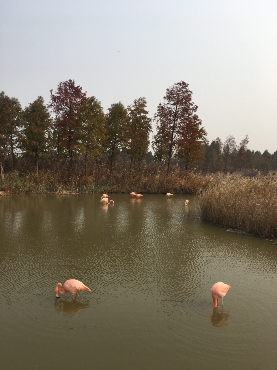 【携程攻略】慈溪杭州湾国家湿地公园好玩吗,慈溪杭州