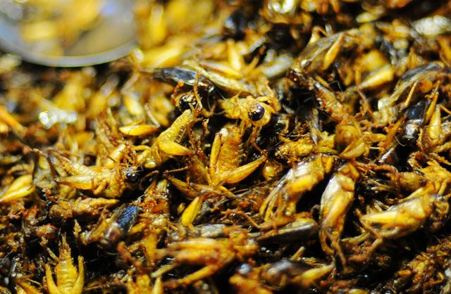 蜘蛛,蛇,蝎子全都烤着吃,你挑战过这些疯狂的美食吗?