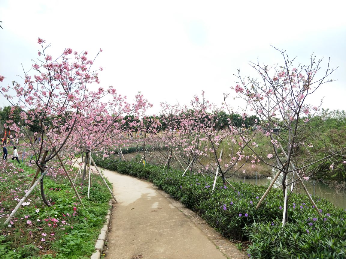 天适樱花悠乐园