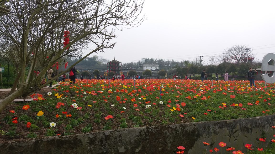 凤凰花海