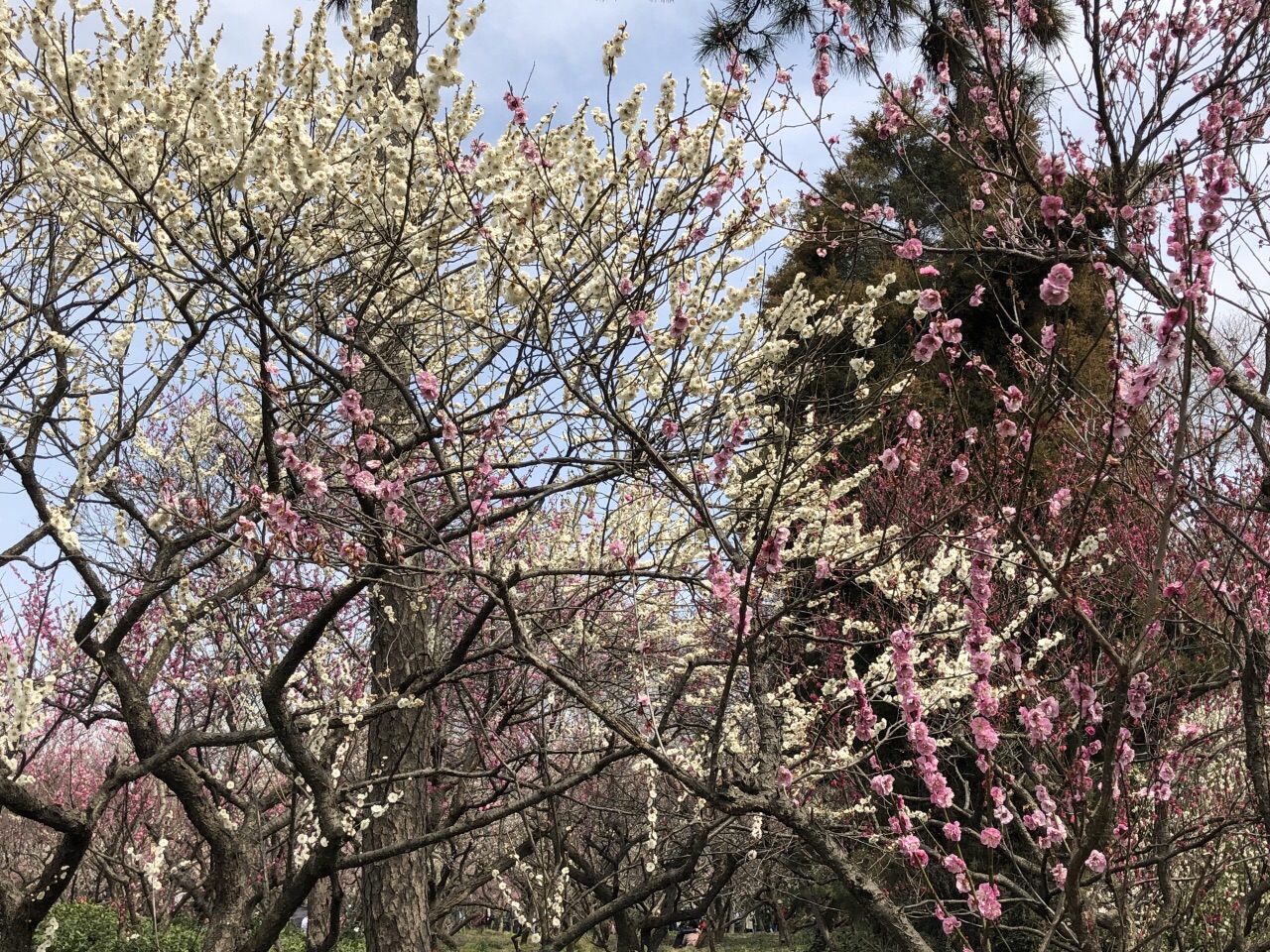 梅花山