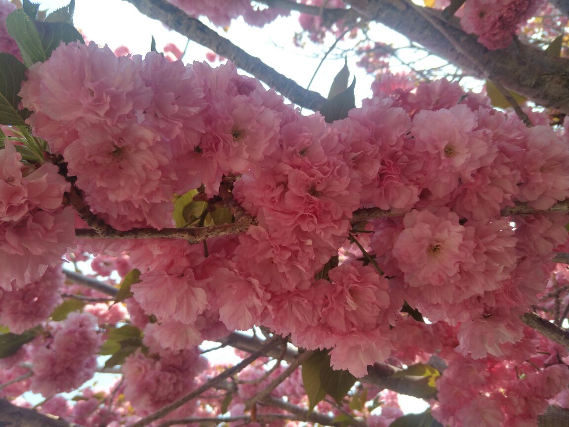 莱阳濯村樱花小镇