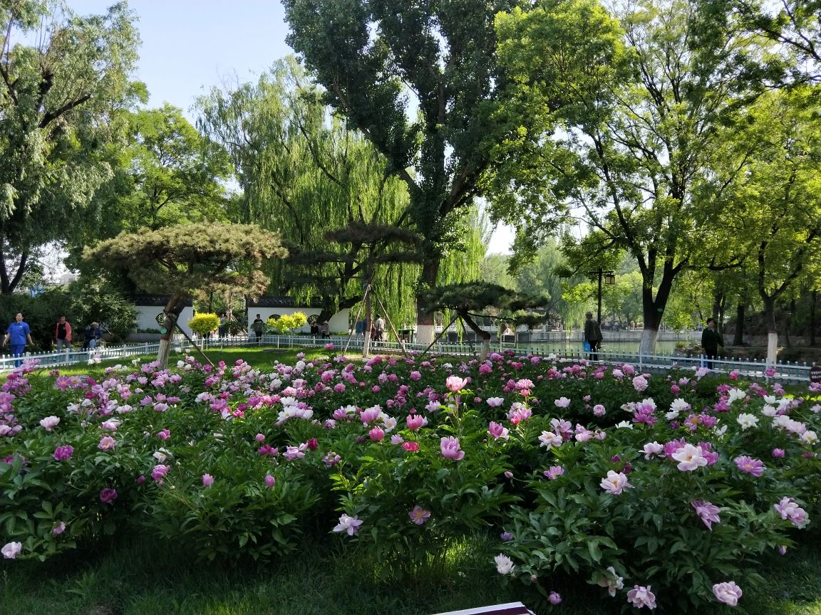 宣化人民公园芍药开了,西门入园就是一个芍药花园,喜迎市民和游客.