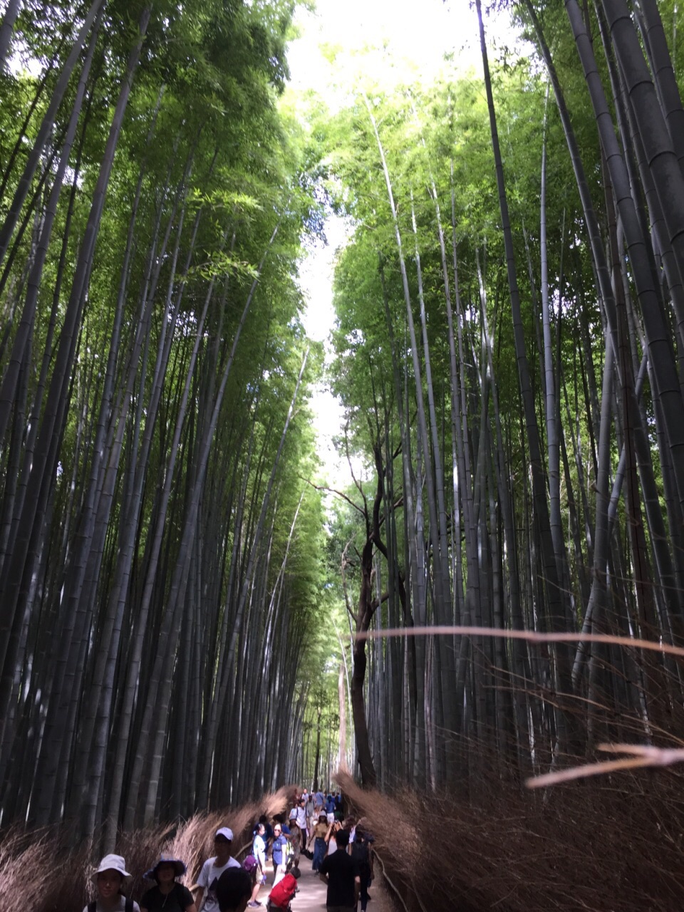 一进竹林就感觉温度比在太阳下要低了很多.