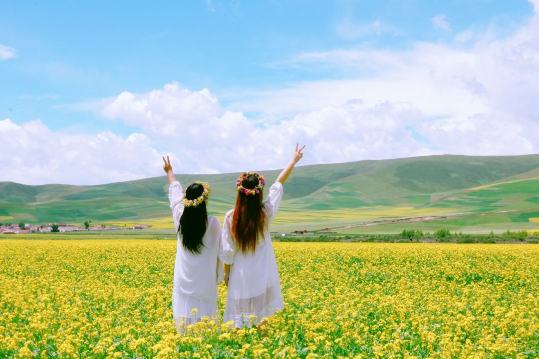 门源百里油菜花海