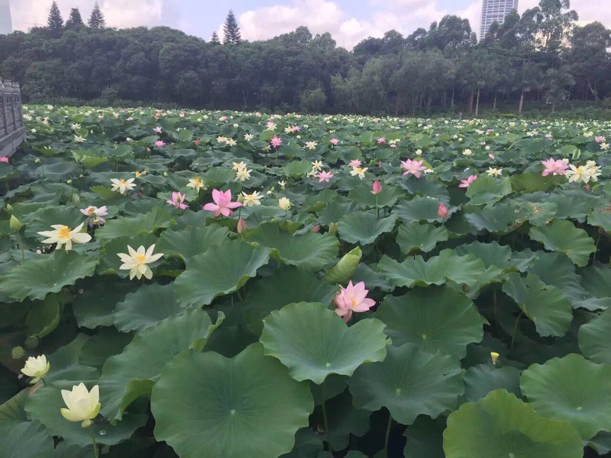 【携程攻略】深圳洪湖公园景点,好美的洪湖.我每天来