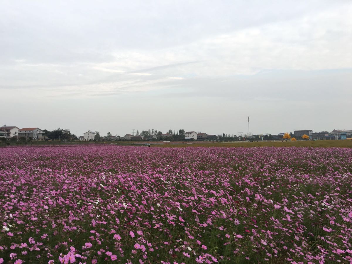 【携程攻略】湖南常德桃源枫林花海好玩吗,湖南枫林花海景点怎麼样