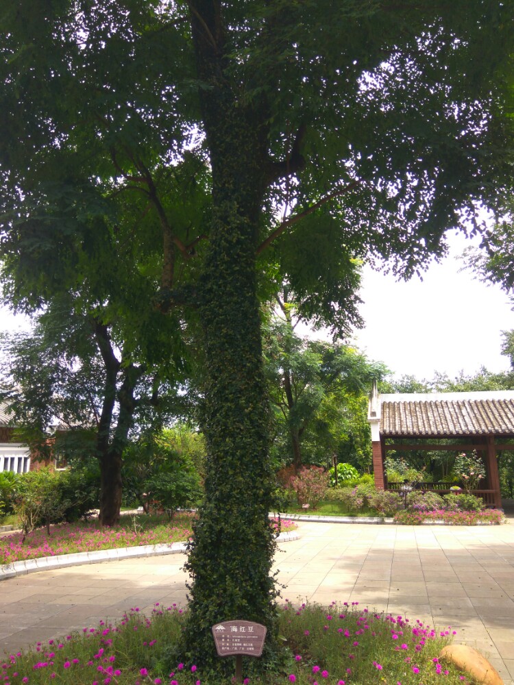 广西珍贵树种展示园