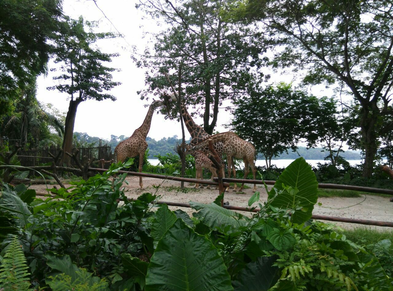 巴厘野生动物园