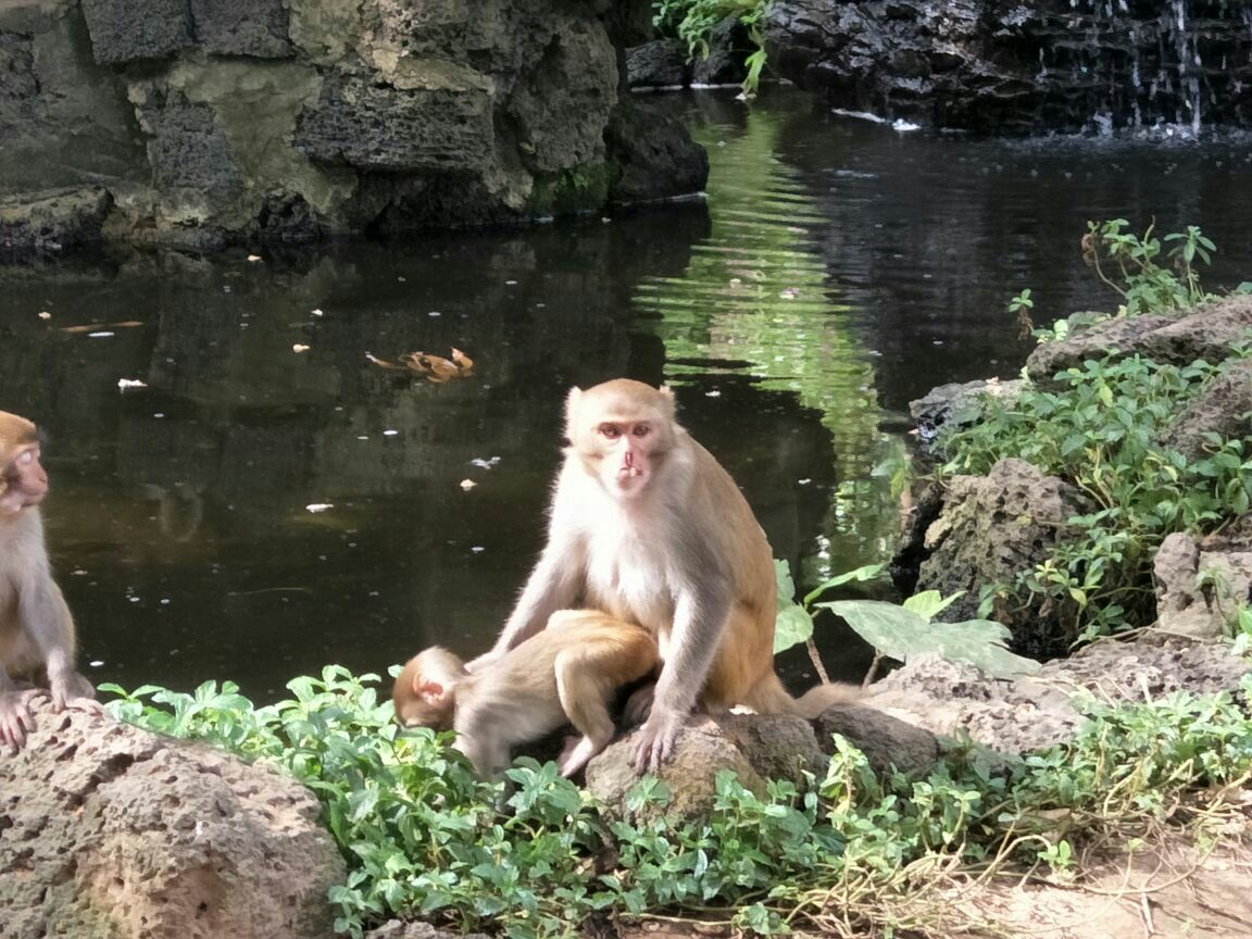 南湾猴岛