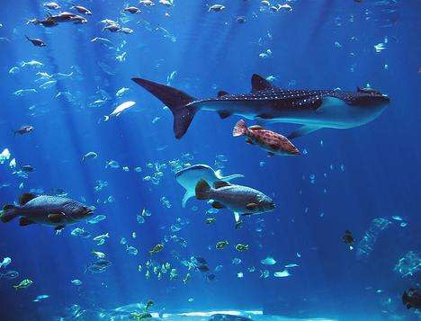佐治亚水族馆