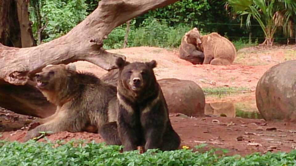 长隆野生动物世界