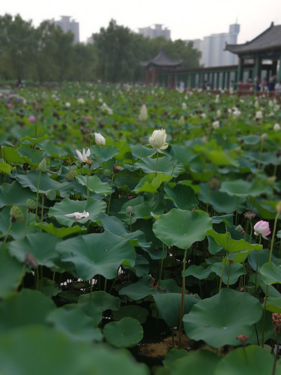 莲花池公园