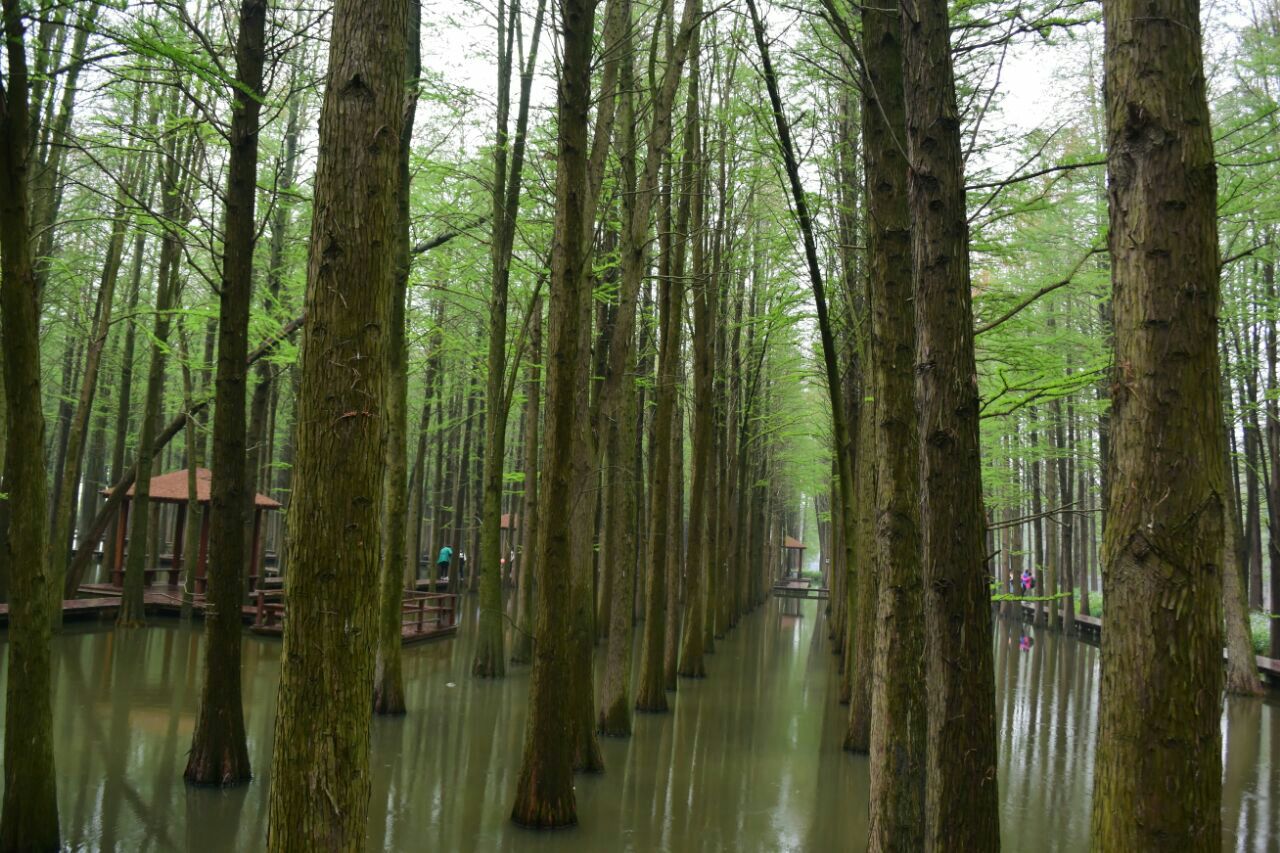 李中水上森林公园