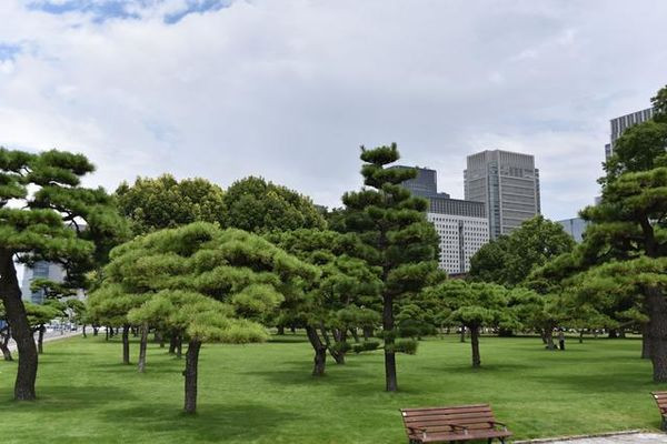 【原创】日本纪行——日本皇宫外苑里的松树(组图)