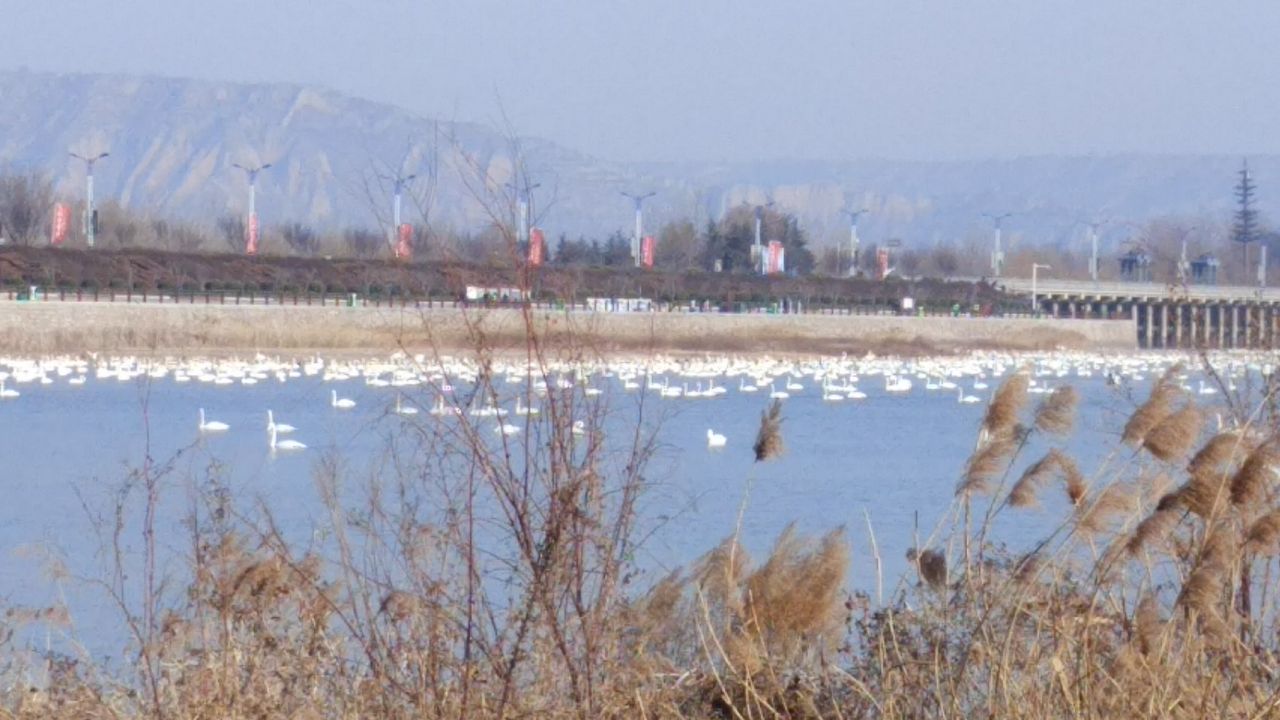 天鹅湖城市湿地公园