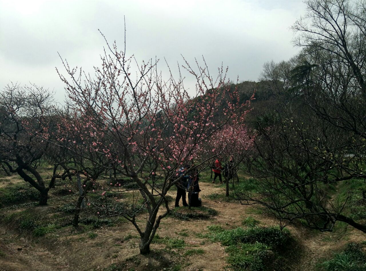 梅花山