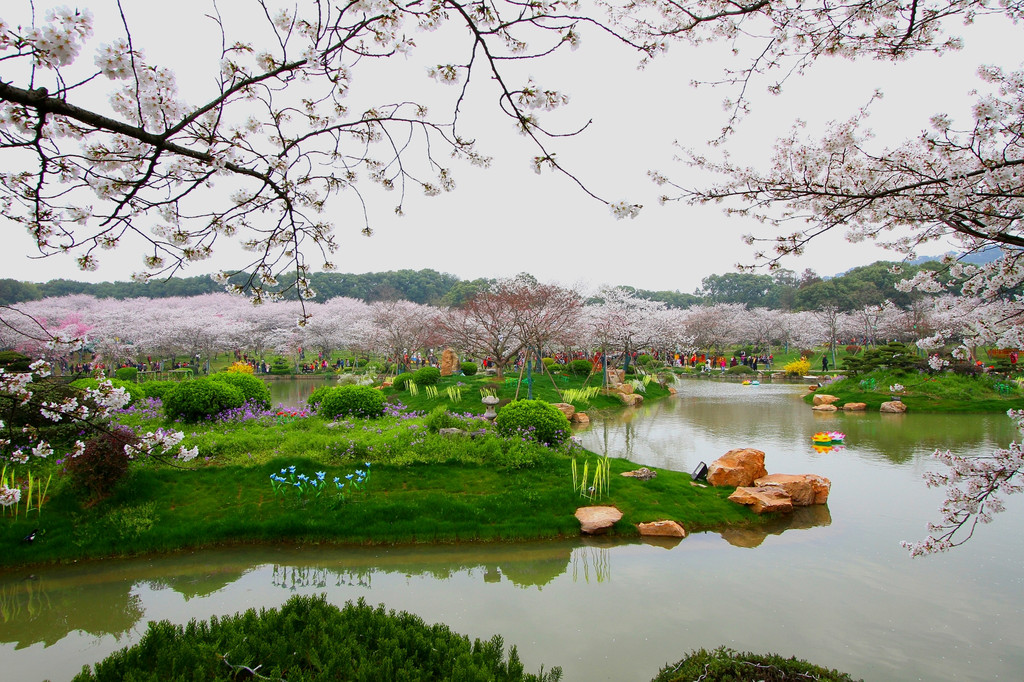 武大樱园樱花美 东湖樱园樱花艳 2018年樱花季武汉赏樱小记