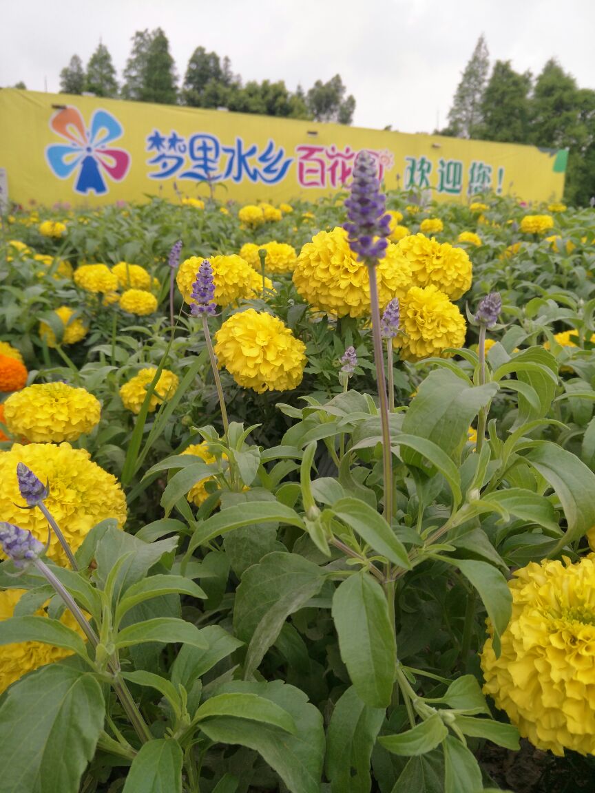 佛山梦里水乡百花园好玩吗,佛山梦里水乡百花园景点样