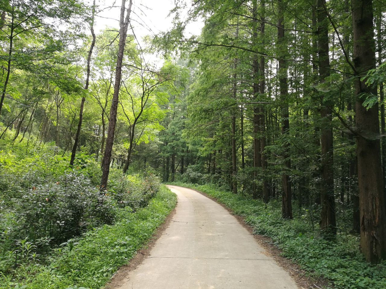 南漳七里山森林公园攻略,南漳七里山森林公园门票