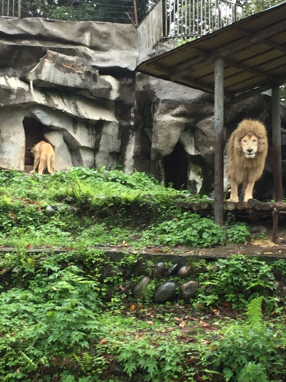 碧峰峡野生动物园