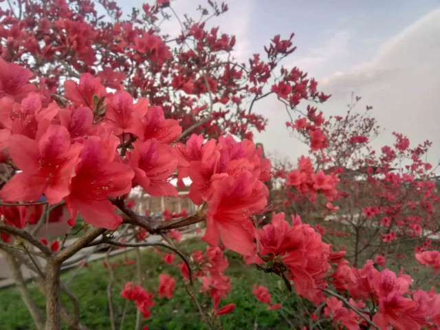 2018"上海(首届)中国红映山红花卉节,4月在上海国际旅游度假区不见不