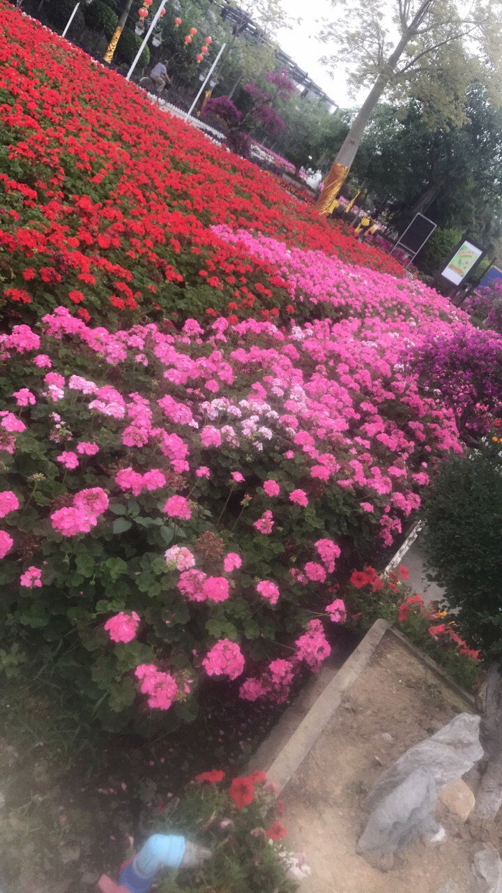攻略香草花都旅游景点攻世界略图诛戮1.8神仙图片