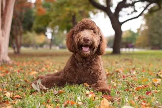 拉布拉多德利犬可以理解为拉布拉多和贵宾犬结合的产物.