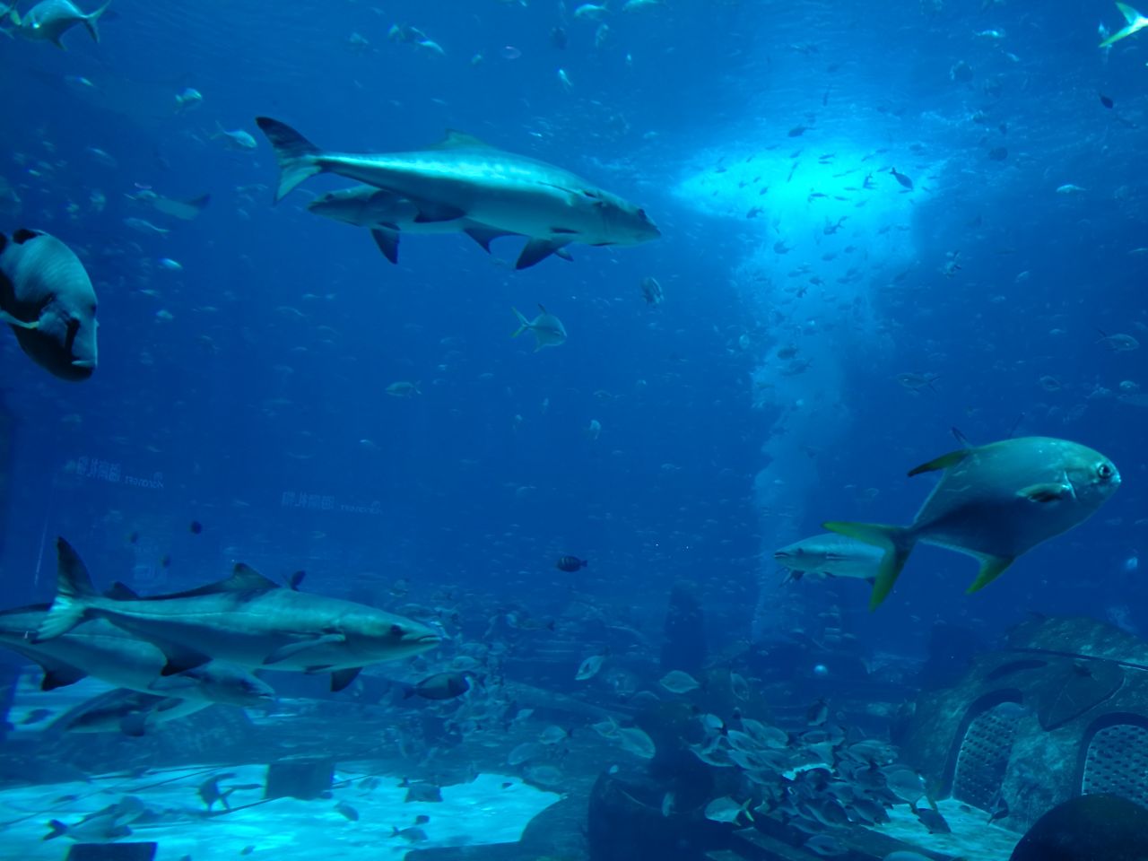 三亚亚特兰蒂斯失落的空间水族馆