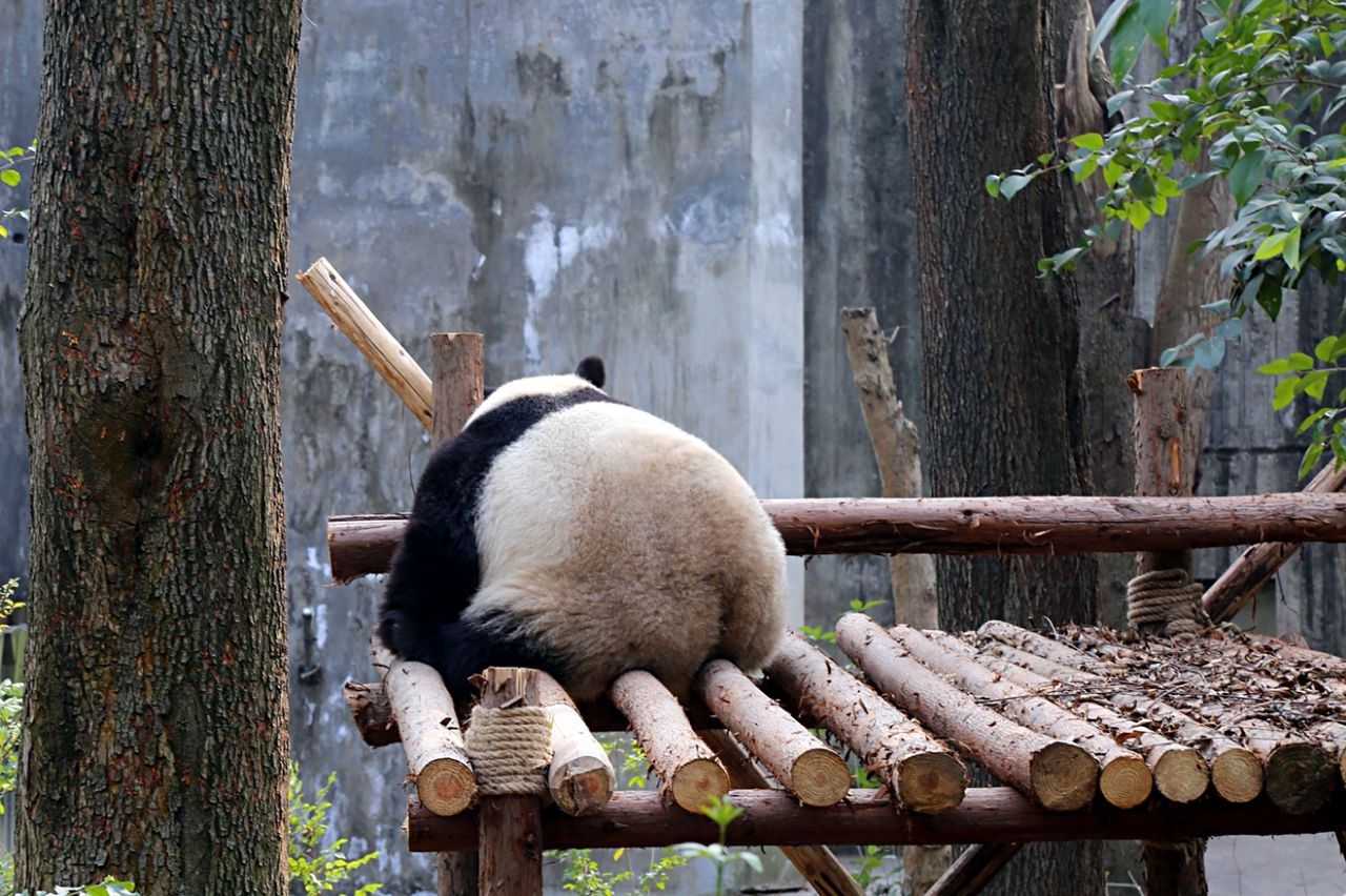 2023成都大熊猫繁育研究基地游玩攻略,直接刷二维码进景区了，不用...【去哪儿攻略】