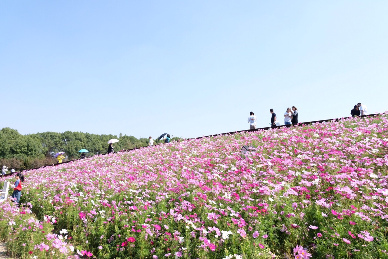 花开海上生态园