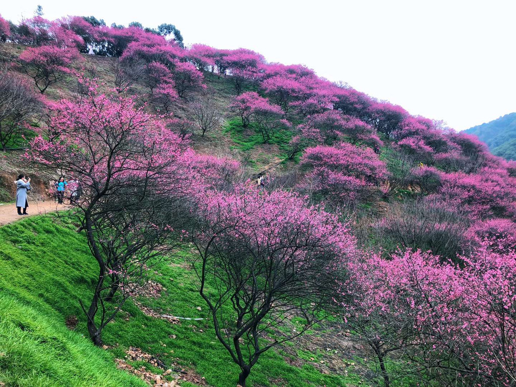 奉化梅花谷探花之旅