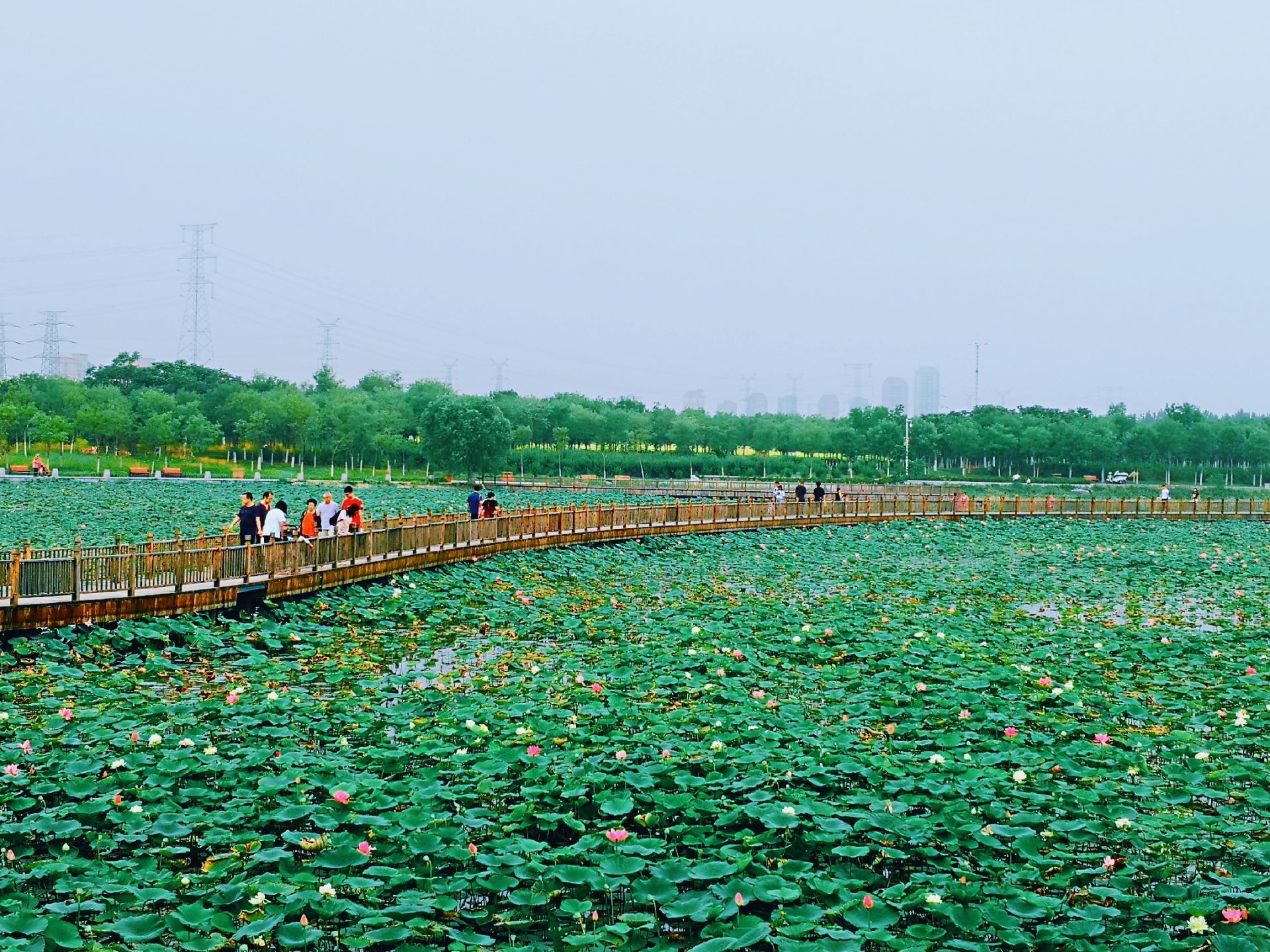 东丽湖三期湿地公园