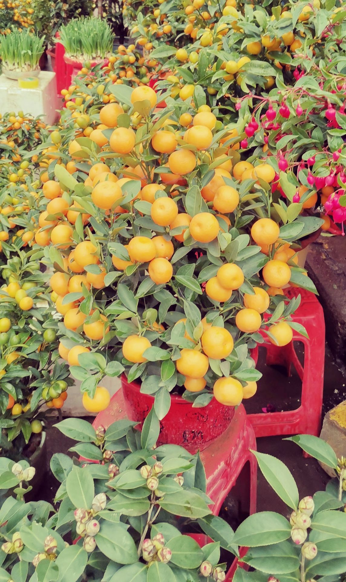 花地湾花鸟鱼虫市场