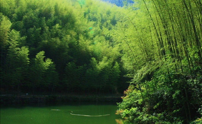 木坑竹海
