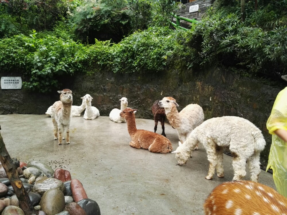 碧峰峡野生动物园旅游景点攻略图