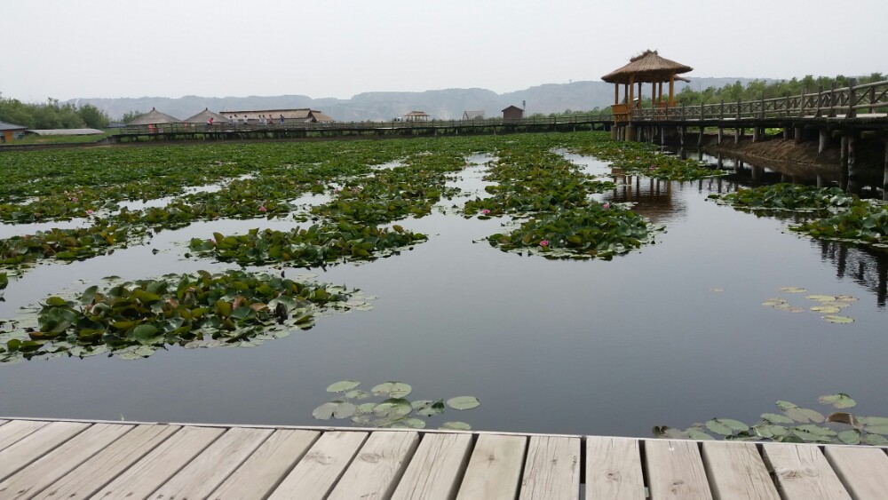 【携程攻略】合阳洽川风景区景点,湿地景色还不错,可惜去的那天太热