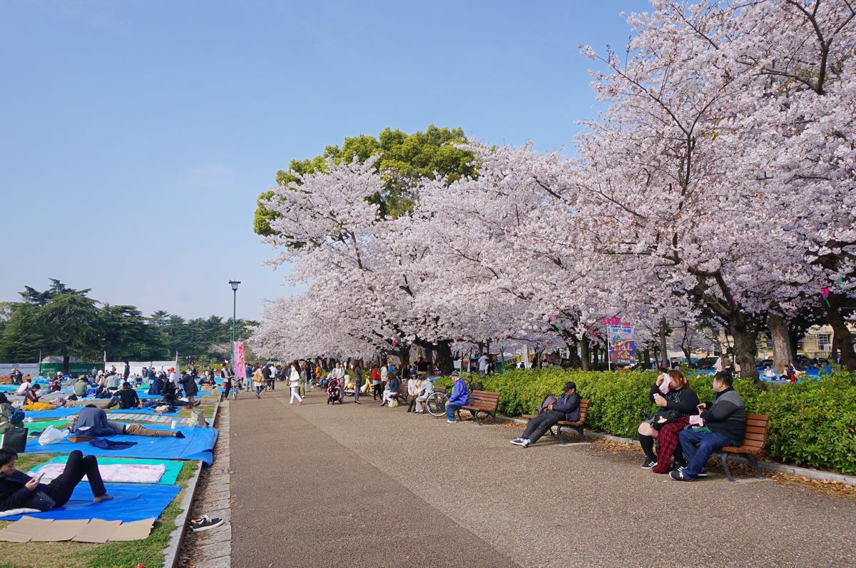 【携程攻略】名古屋鹤舞公园景点,樱花季时在鹤舞公园看到了热闹非凡