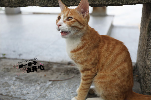 岛上有很多猫,所以又叫猫岛