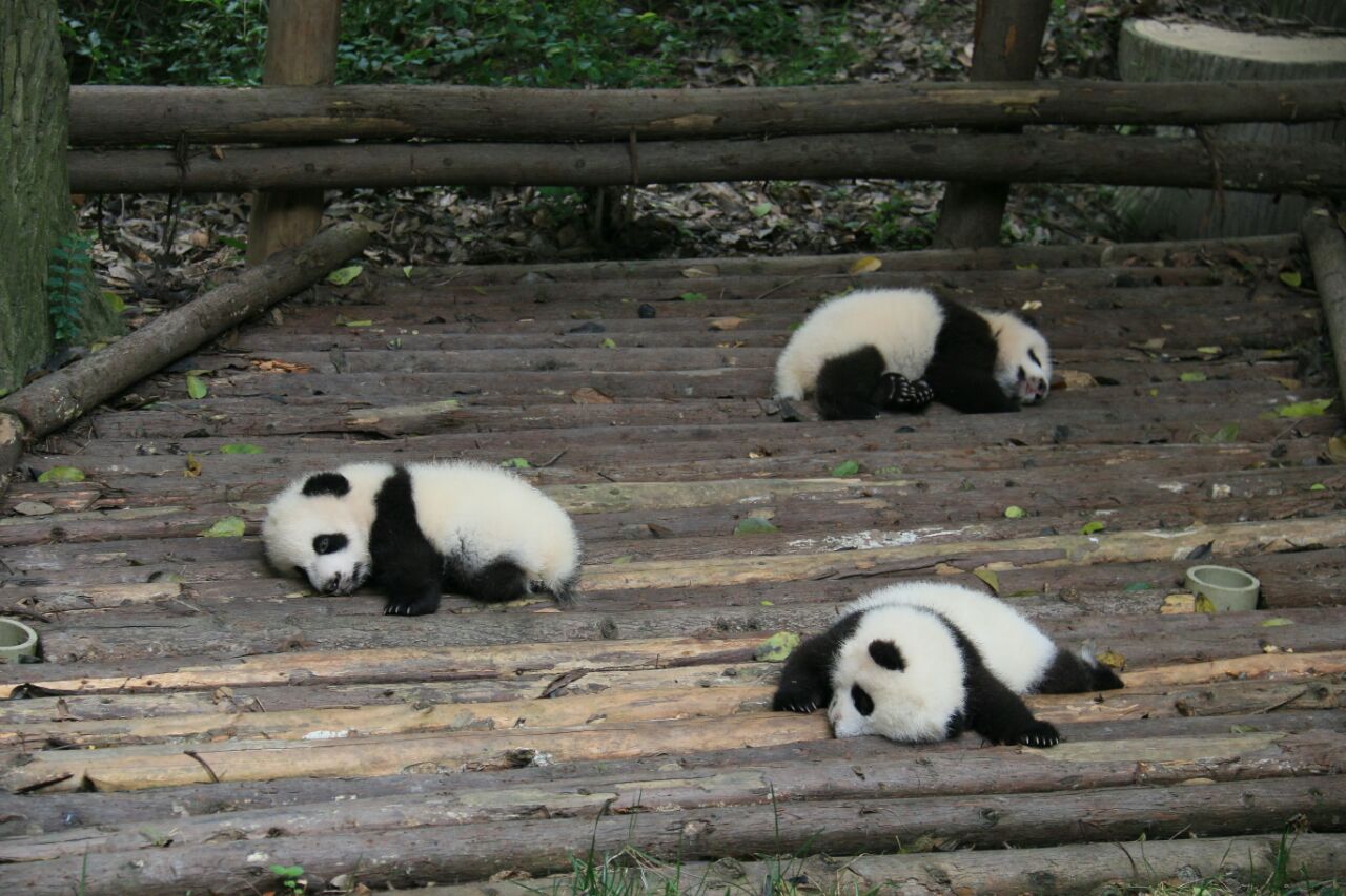 还第一次看到了很多幼年熊猫,即使它们都在睡觉,也是萌化众人.