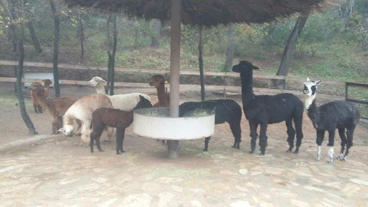 沈阳森林动物园weibo图片