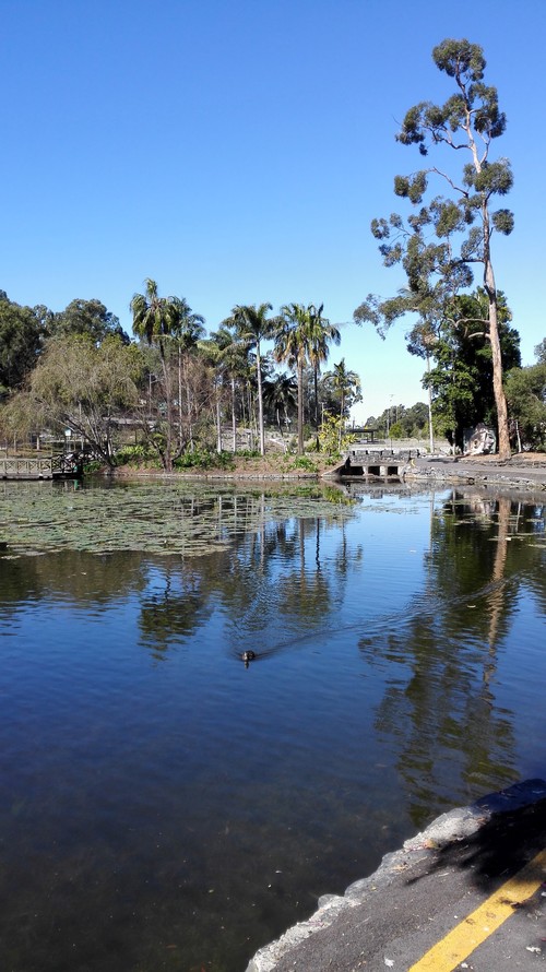 布里斯班城市植物园好玩吗,布里斯班城市植物园景点样