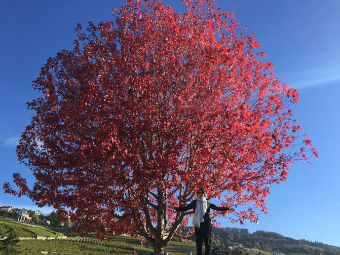 2016国庆十五天深度游美丽的瑞士