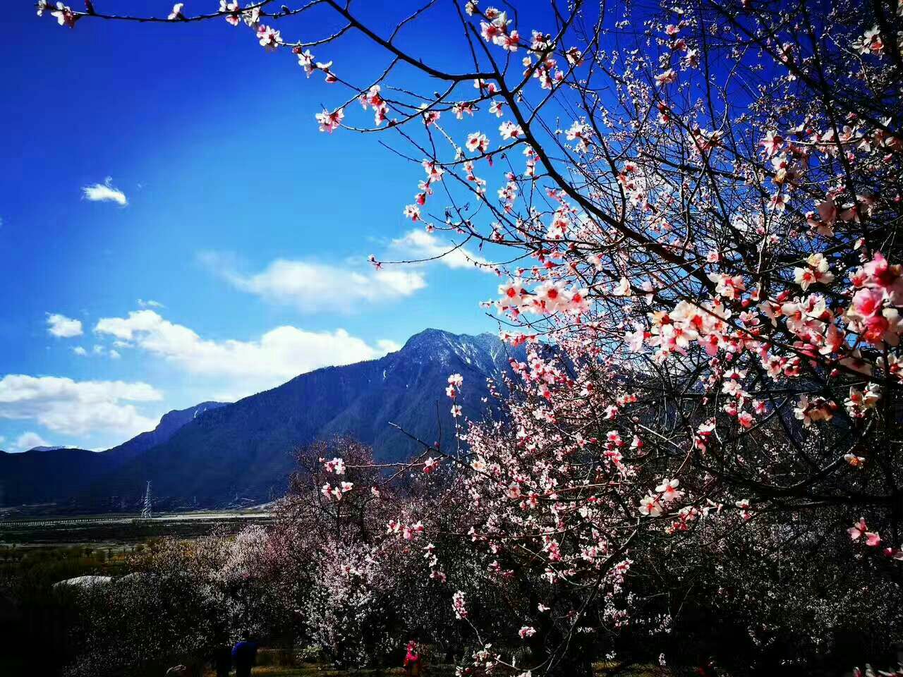 嘎拉桃花村